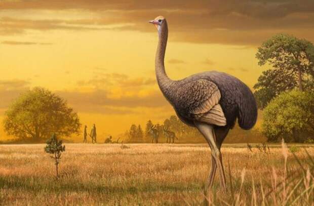 В Крыму найдены останки древней гигантской птицы