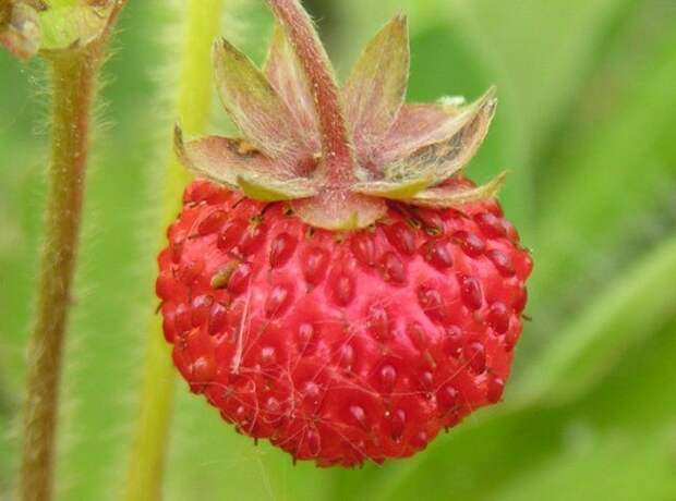 Земляника зеленая (Fragaria viridis)