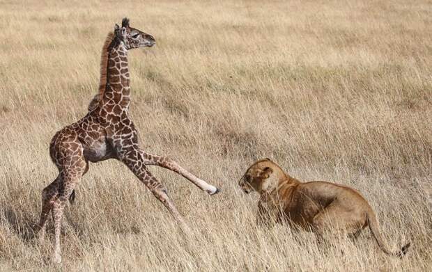 Борьба за выживание: стая львов против семейства жирафов африка, борьба за выживание, животные, жирафы, кения, львы, масаи-мара, охота хищников