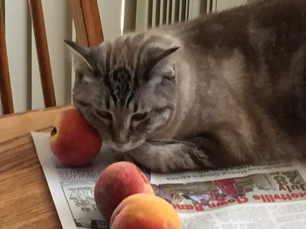 кот трется мордой о персики