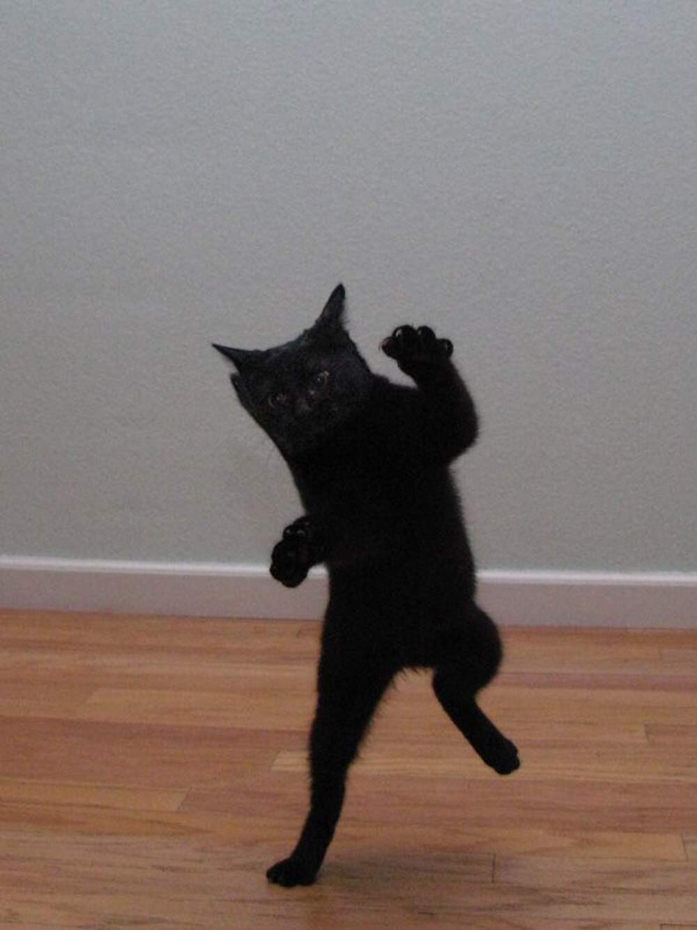 Показать плясать. Танцующий кот. Кот танцует. Танцующие котята. Танцующий черный кот.