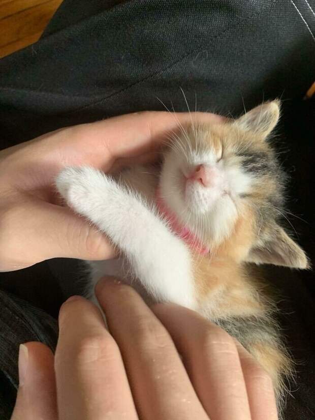 Незаконно маленькие котейки, которые своруют ваше сердце
