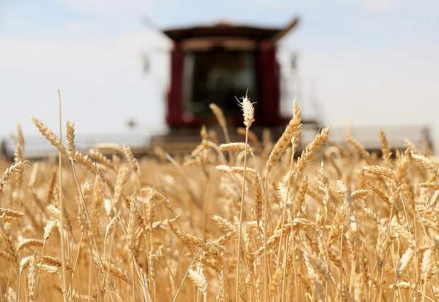 От российской пшеницы отказались семь стран