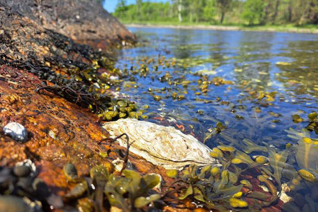 Molecular Ecology: тихоокеанские устрицы адаптировались к водам у берегов Сконе