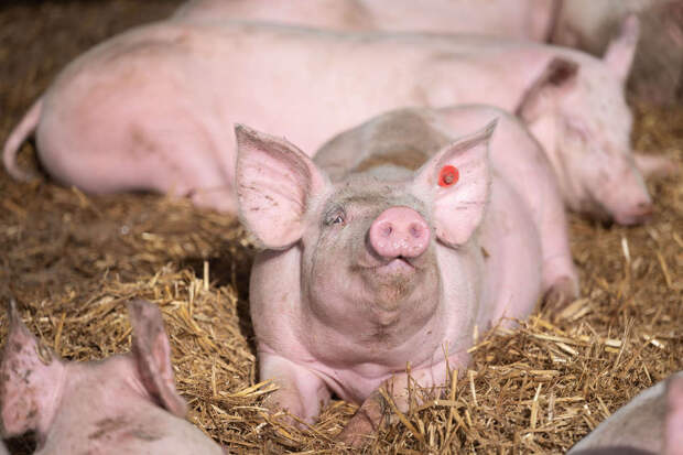 NatFood: изменения в свиноводстве вызвали экспансию устойчивой сальмонеллы