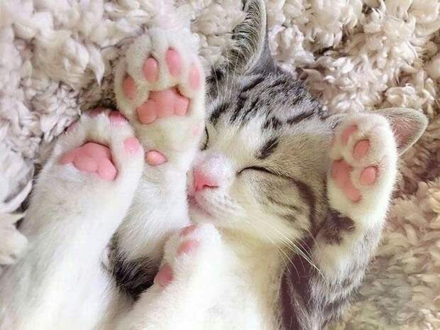 20 животных, очарованию которых невозможно сопротивляться! 20 животных, очарованию которых невозможно сопротивляться!
