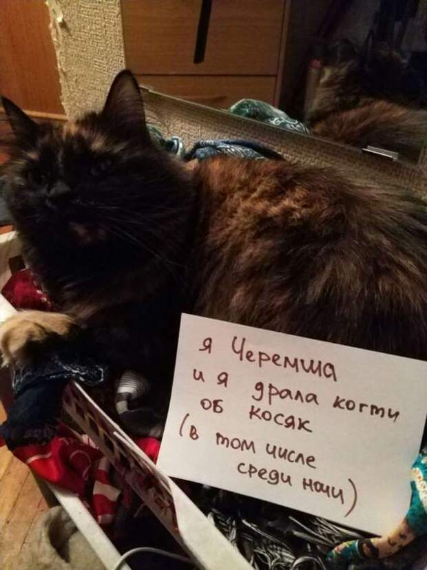 28 провинившихся котиков, которые признались в своих проделках