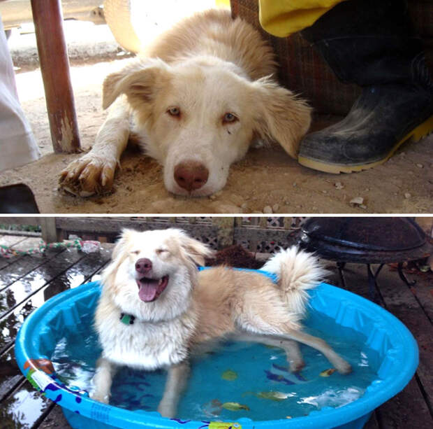 27 фото собак ″До″ и ″После″ того, как их забрали из приюта