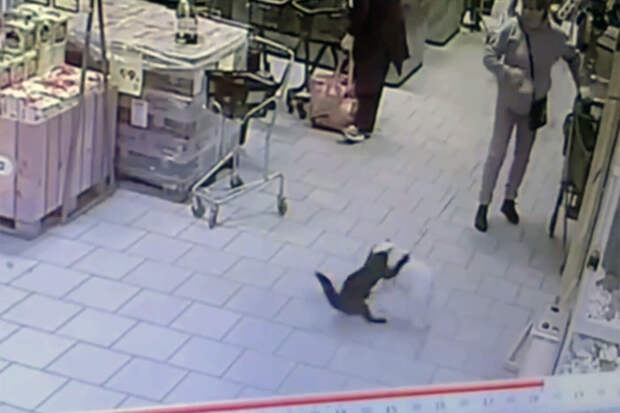 В столичном магазине заметили кошку Ларку, которая держит в страхе всех собак