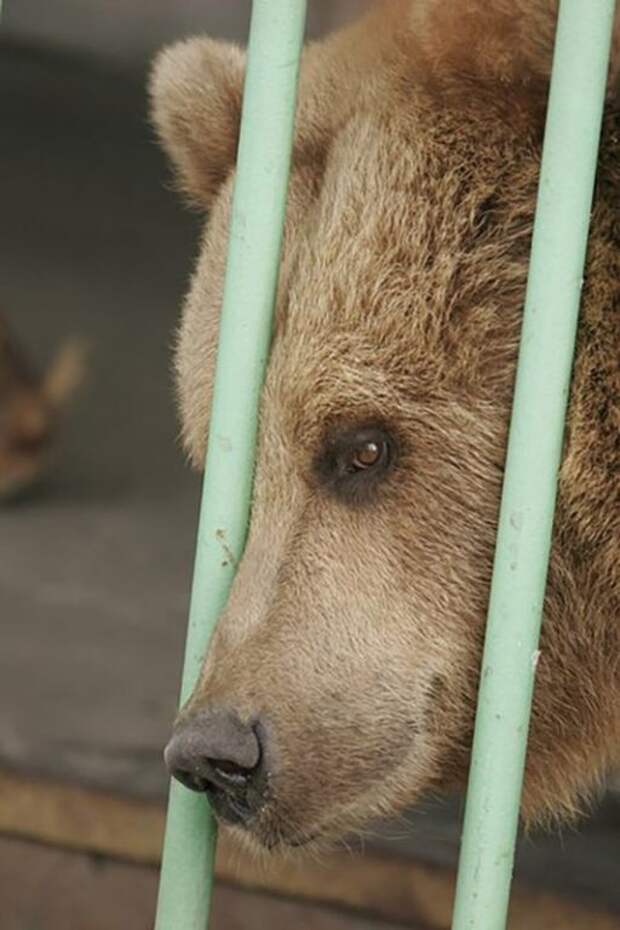За что медведица Катерина отбывает пожизненное в казахстанской колонии