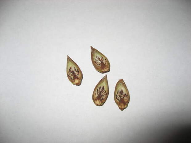 Погибшие цветочные почки в разрезе