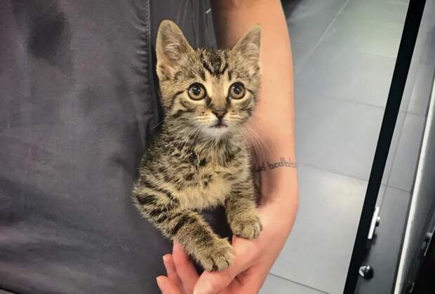 помощь котенку котенок в руках