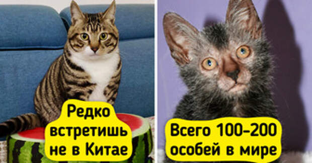 9 пород кошек, которые настолько редки, что их днем с огнем не сыщешь