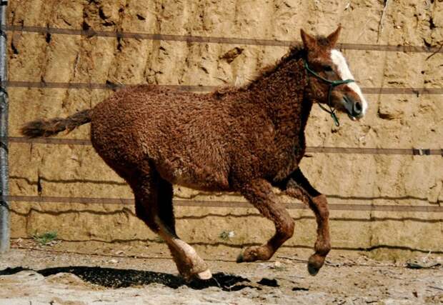 Забайкальская кучерявая лошадь жеребец, животные, конь, кучерявая лошадь, лошадь, познавательно, удивительно