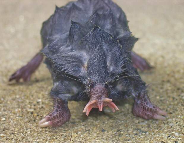 Звездонос (Condylura cristata) - маленький крот