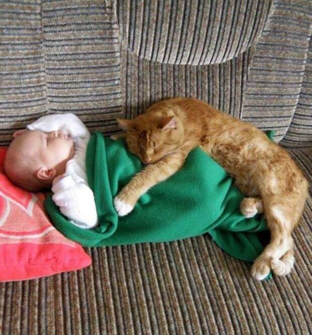 17 котов, из которых получились прекрасные няни кот, няня, ребенок