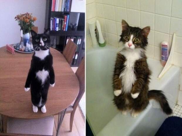 Кошки, уже научились стоять на двух лапах коты, кошки, фото