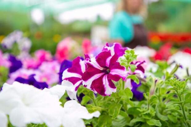 Зимовка для однолетников: какие цветы можно сохранить до весны