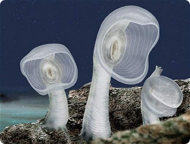 Мегалодикопия (лат. Megalodicopia hians)
