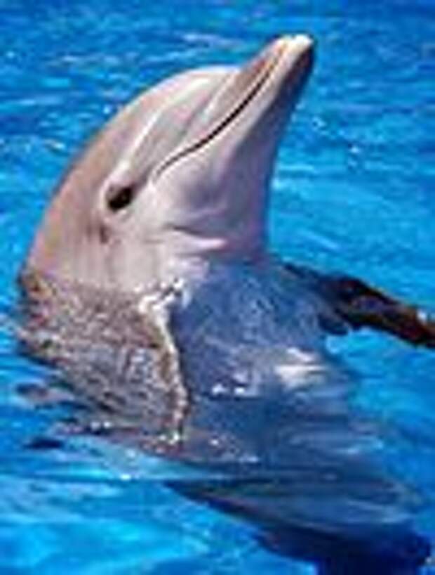 1266852685 dolphin.jpg