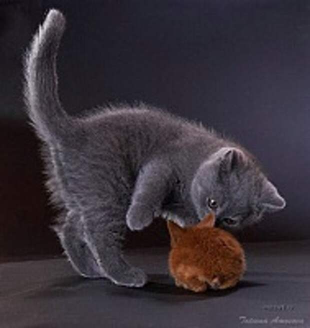 Кошки и Котята 121