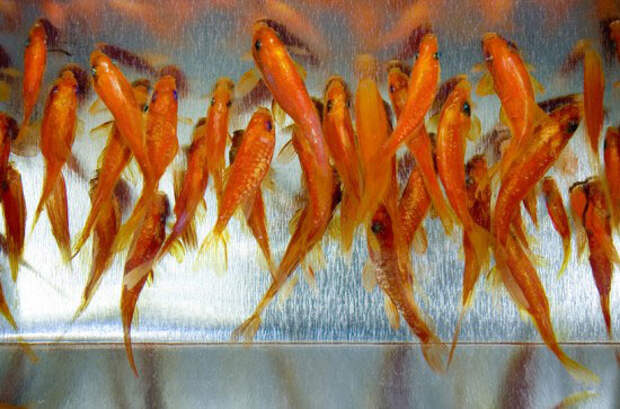 Спасение золотой рыбки