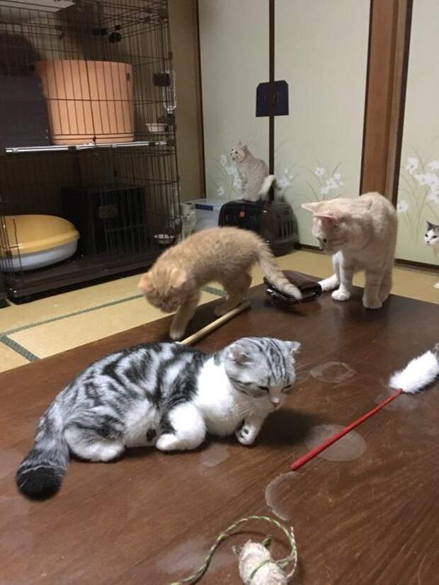 Японский отель, в котором можно взять кота в аренду
