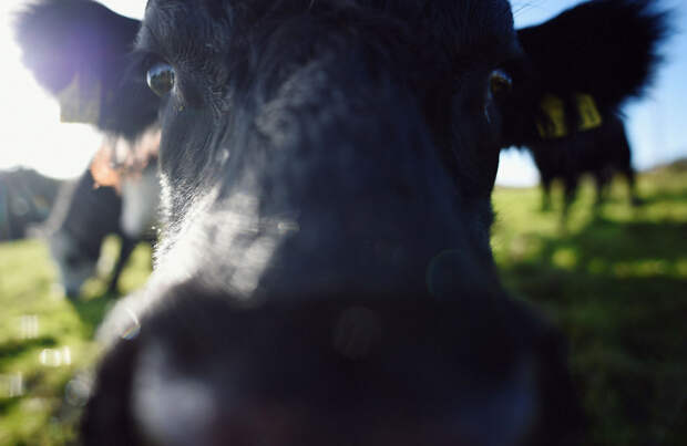 В мире насчитывается более 1080 пород коров