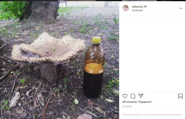 Гриб-гигант напугал жителей Свиблова