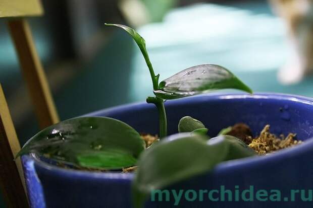 Как правильно поливать орхидею, чтобы она цвела