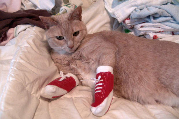 Wait, what do you call these? Socks?