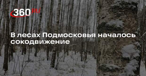 В лесах Подмосковья началось сокодвижение