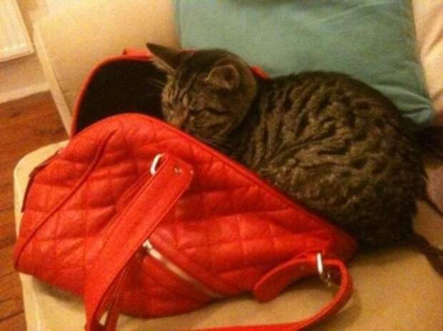 смешные кошки коты, кошки странные места поспать, коты неподходящие места прилечь, кошки выбирают место