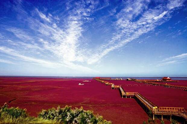 Красный пляж Поднебесной – сюрреалистическое зрелище