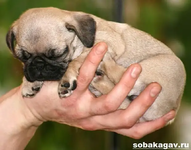 Мопс собака. Описание, особенности, уход и цена мопса