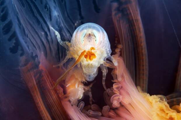 Semyonov02 Морские организмы на фотографиях Александра Семёнова