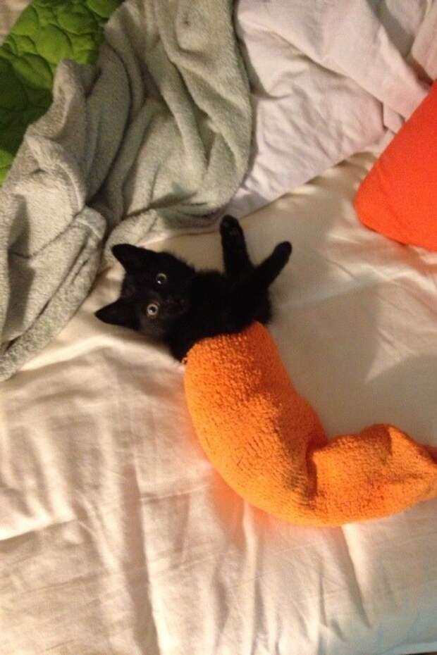 It's hard to nap while you take my picture.