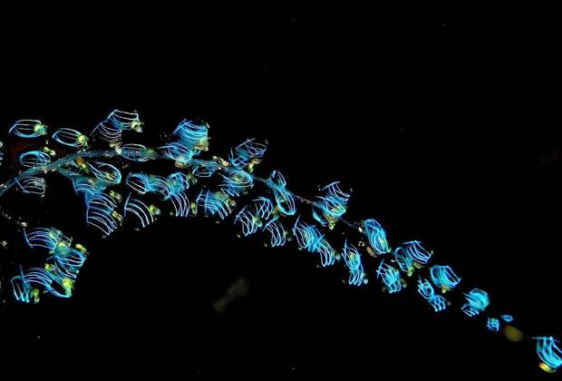 Юные светящиеся сальпы сидят на материнском столоне. Считается, что свечение нужно для привлечения планктона.