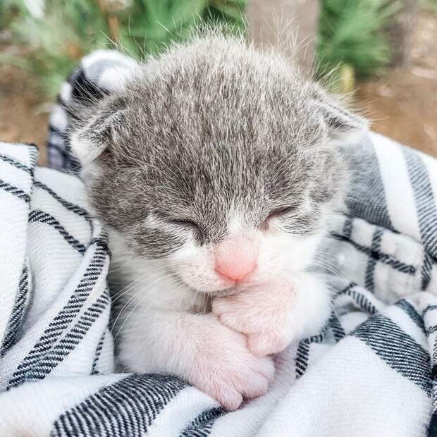 Без кота и жизнь не та