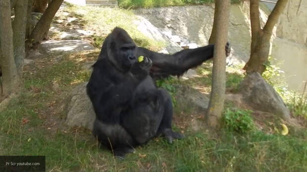 Любовь самцов горилл к детенышам сделала их особо привлекательными в глазах самок