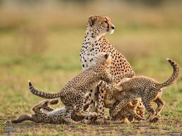 Семья гепардов, Танзания