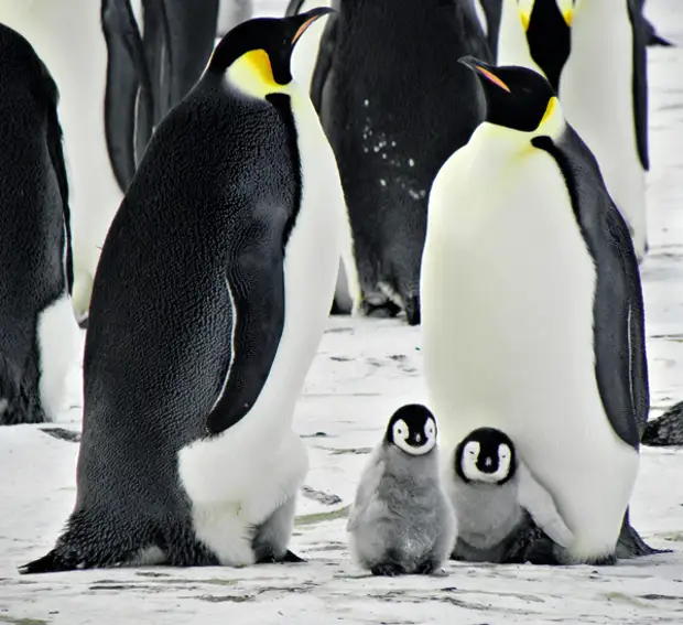 Императорские пингвины живут. Птенец пингвина. Детеныш пингвина. Императорский Пингвин и птенчик. Птенец Императорского пингвина злой.