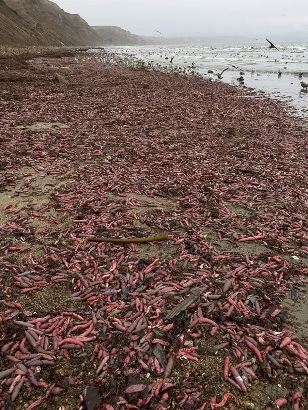Тысячи рыб неприличной формы вымыло на калифорнийские пляжи