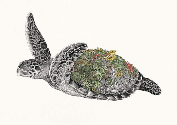 Морская черепаха Хоксбилл. / Фото: mariniferlazzo.com.au