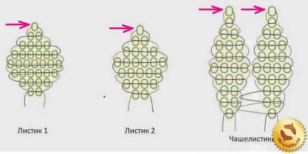 схема листиков и чашелистиков