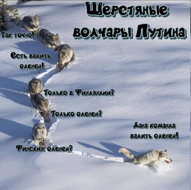 Шерстяные волчары Путина