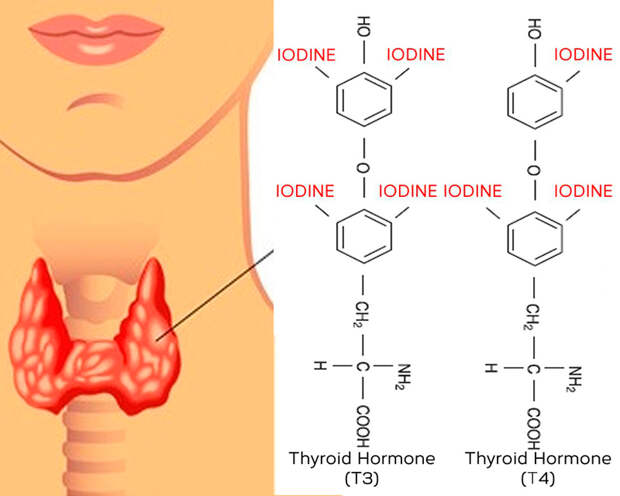 Йод и работа щитовидной железы: как правильно принимать йод?