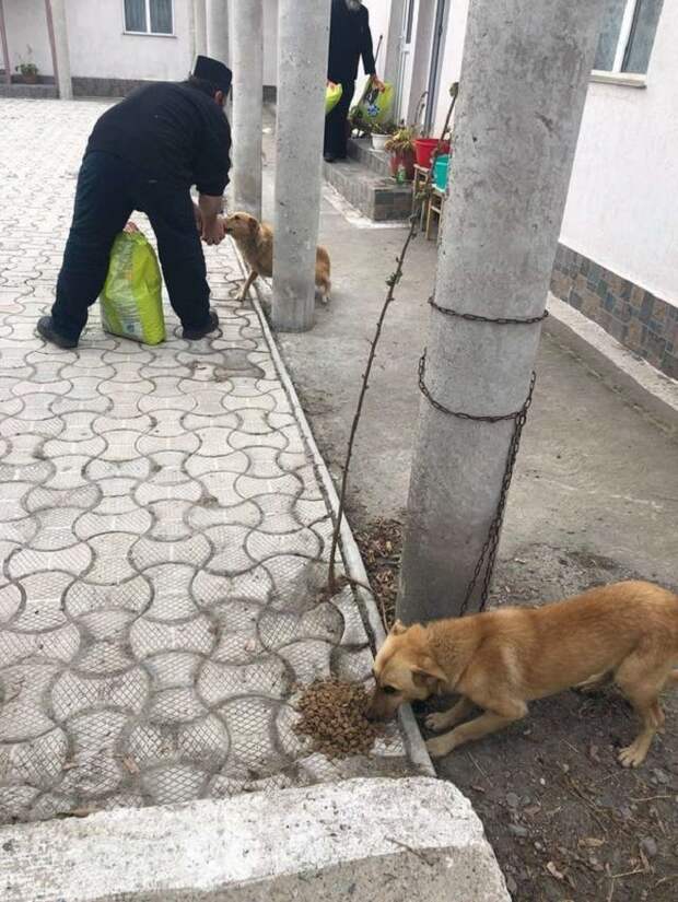 Собакам дают корм Собаки едят