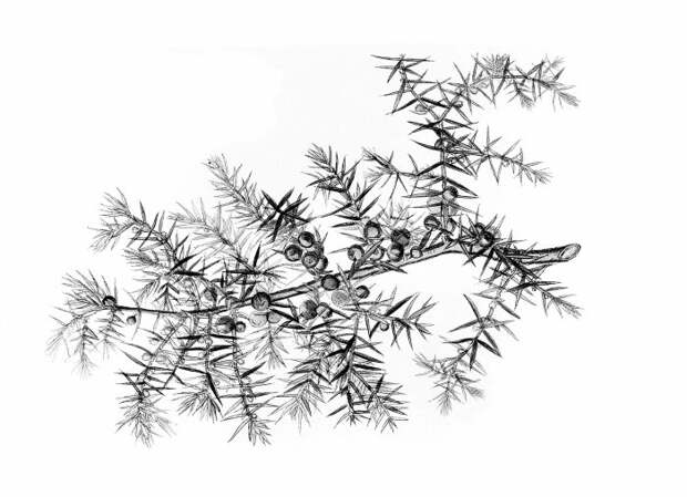 Можжевеловая веточка, Дэвид Блэр. \ Фото: iiif.wellcomecollection.org.