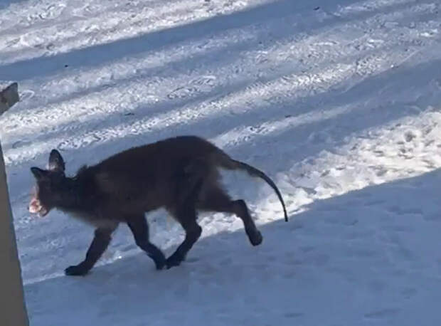 Лисенок с облысевшим хвостом пришел за помощью в парк Монрепо
